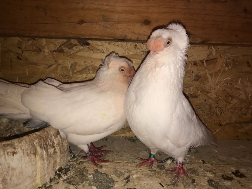  - 000000001 prin volieră