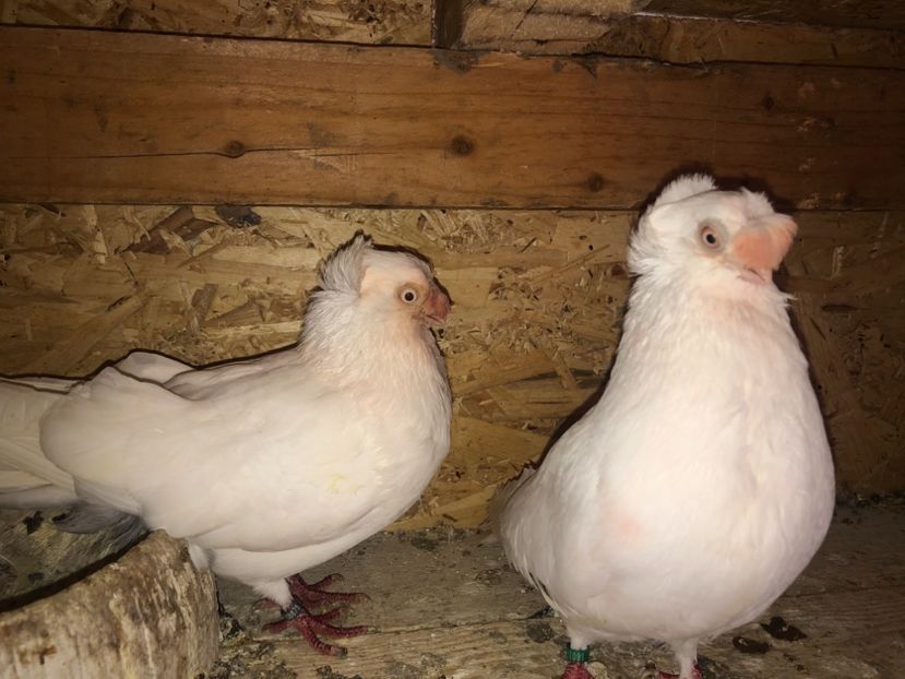  - 000000001 prin volieră