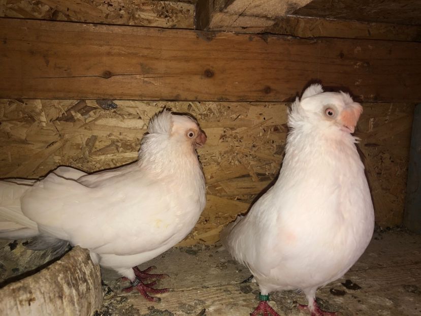  - 000000001 prin volieră