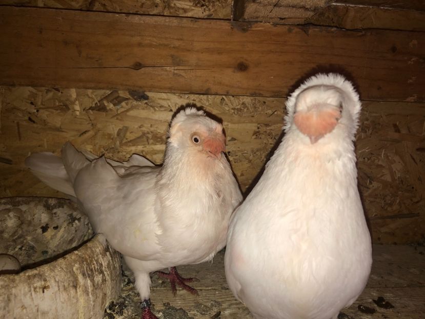  - 000000001 prin volieră