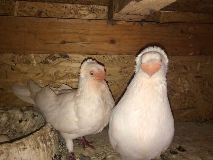  - 000000001 prin volieră