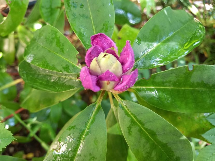26.05.2022 - Rhododendron