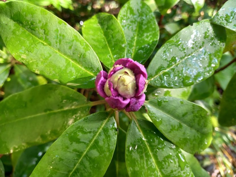 Rhododendron "Grandiflorum" - Rhododendron