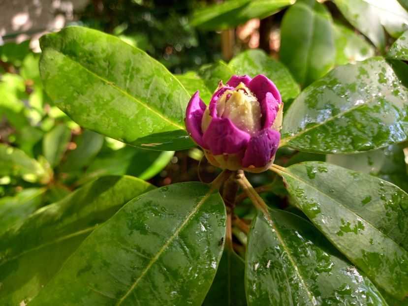  - Rhododendron