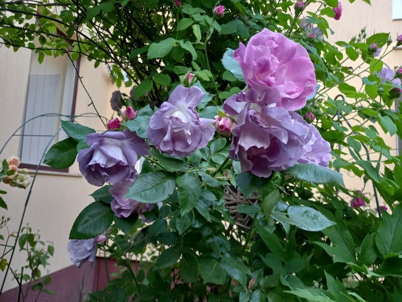 Blue for You - Grădina 2022 continuare 1