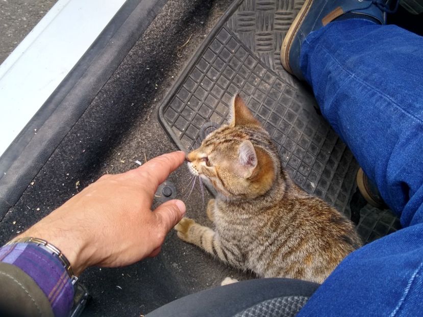 Suflețele abandonate 23 mai 2022 - Diverse