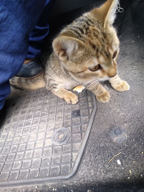 Foarte drăgăstoși - Diverse