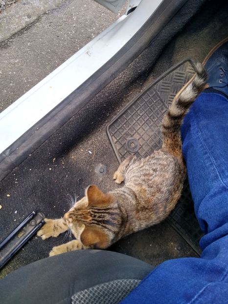 Super afectivi - Diverse