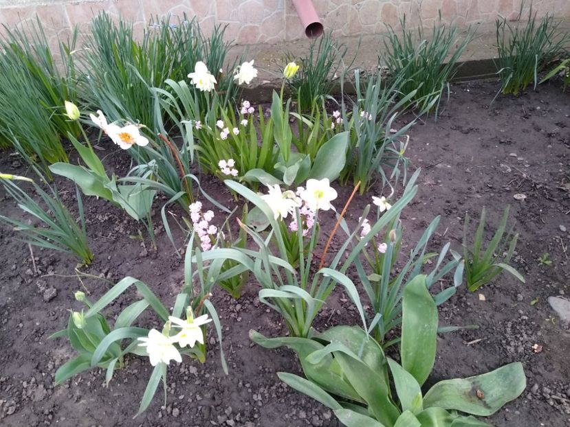 Narcise - Gradina
