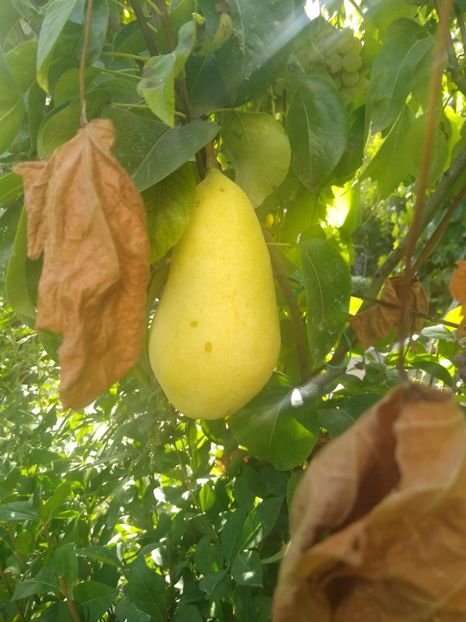 Par de toamna - Gradina