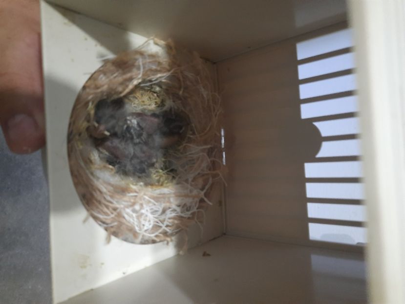  - Pui hibrizi petrusi 2022