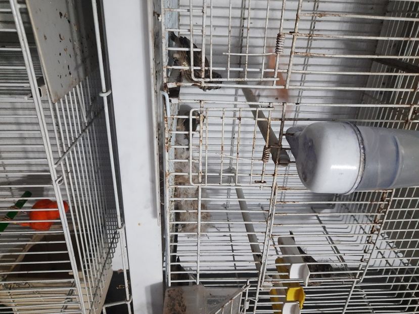  - Pui hibrizi petrusi 2022