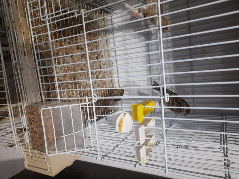  - Pui hibrizi canarusi 2022