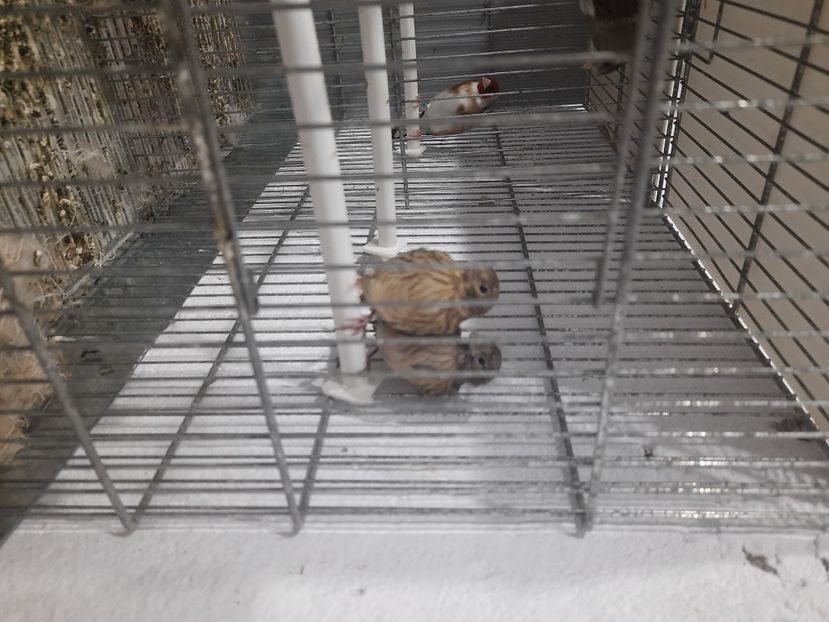  - Puisori canari 2022