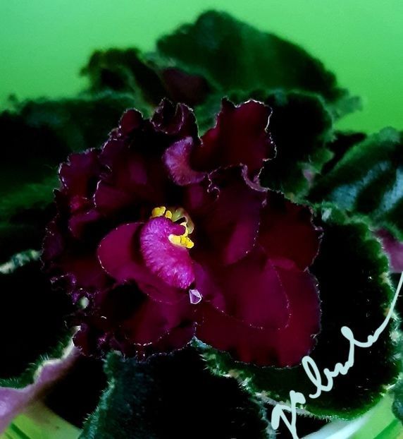 EK Moulin Rouge epuizat - EK Moulin Rouge