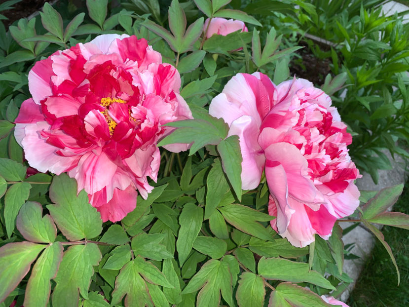  - Jurnalul gradinii 2022