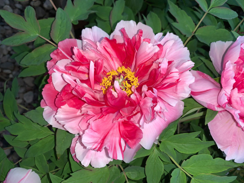  - Jurnalul gradinii 2022