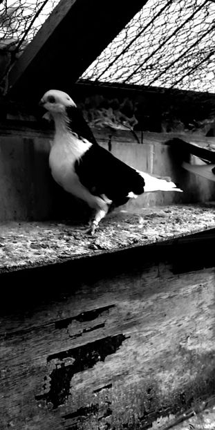 20220525_092518_resized - 4-Jucatori de Galati