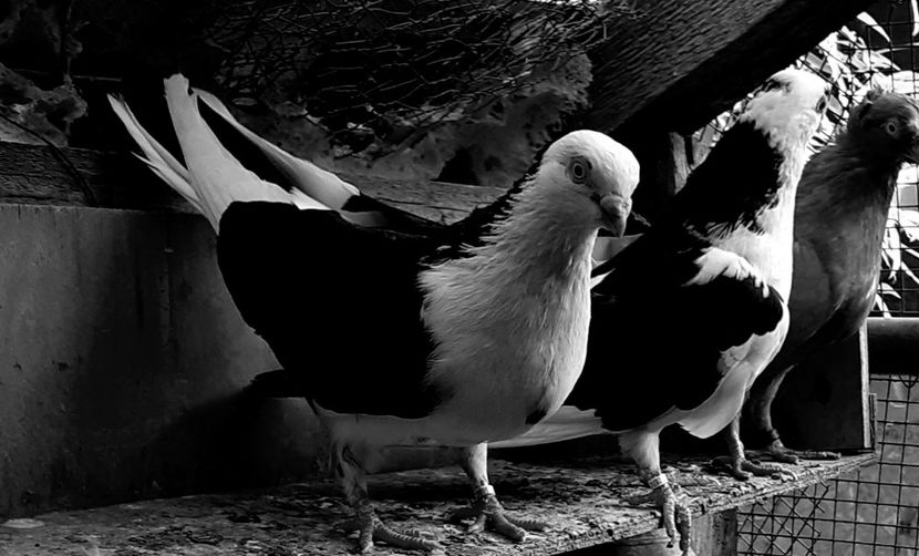  - 4-Jucatori de Galati