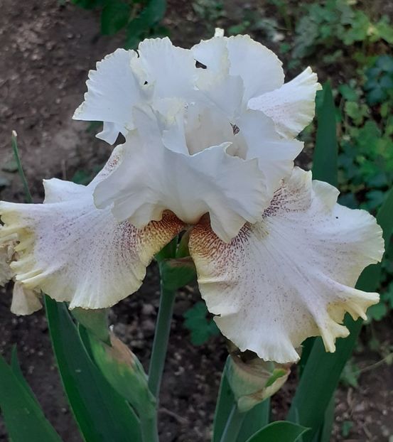  - MAI - luna lui FLORAR