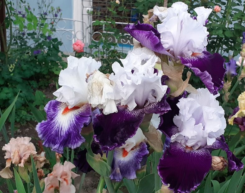  - MAI - luna lui FLORAR
