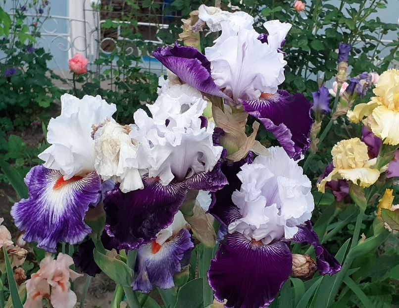  - MAI - luna lui FLORAR