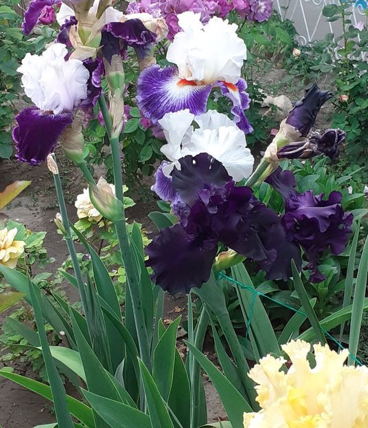  - MAI - luna lui FLORAR