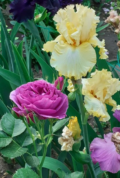  - MAI - luna lui FLORAR