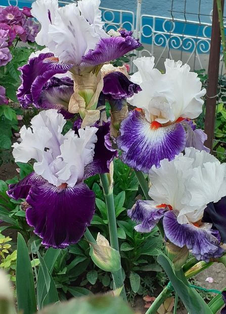  - MAI - luna lui FLORAR
