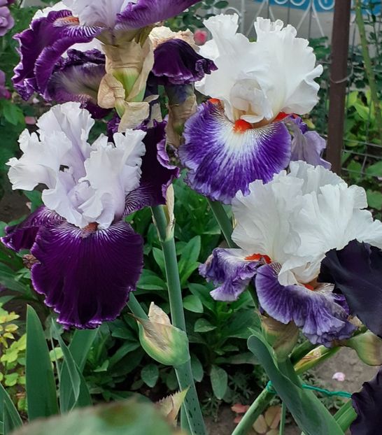  - MAI - luna lui FLORAR