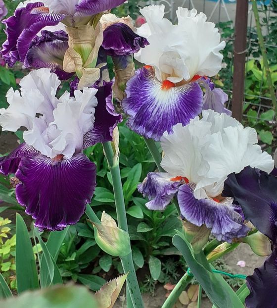  - MAI - luna lui FLORAR
