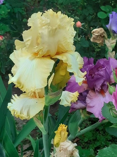  - MAI - luna lui FLORAR