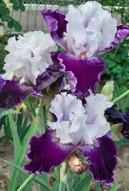  - MAI - luna lui FLORAR