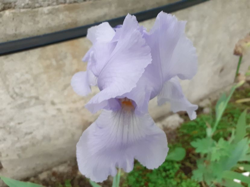 Blue saphire - Iris 2022