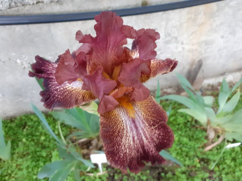 Bronco brown - Iris 2022