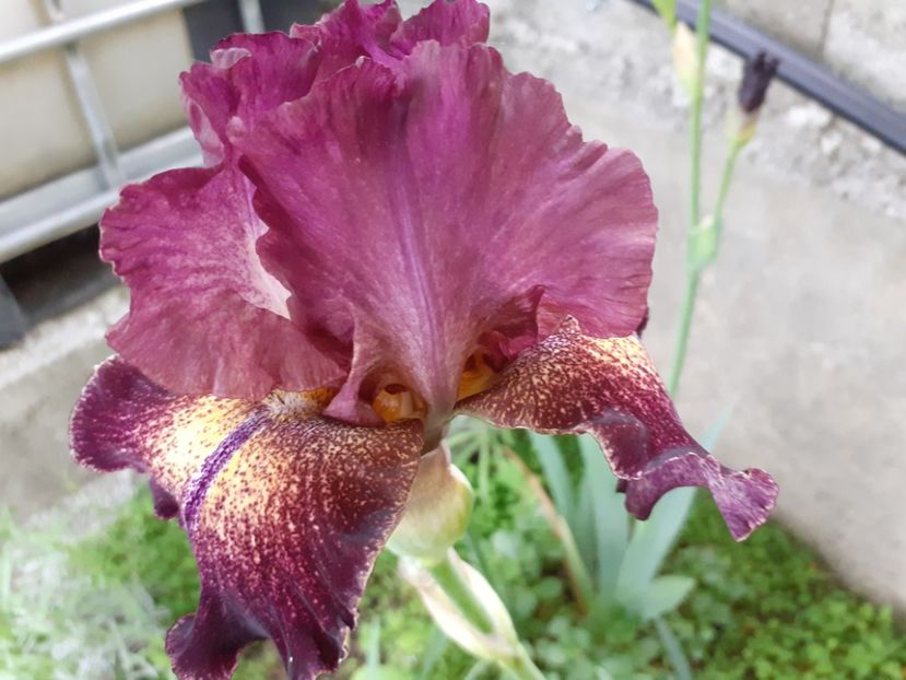 Columbia the gem - Iris 2022