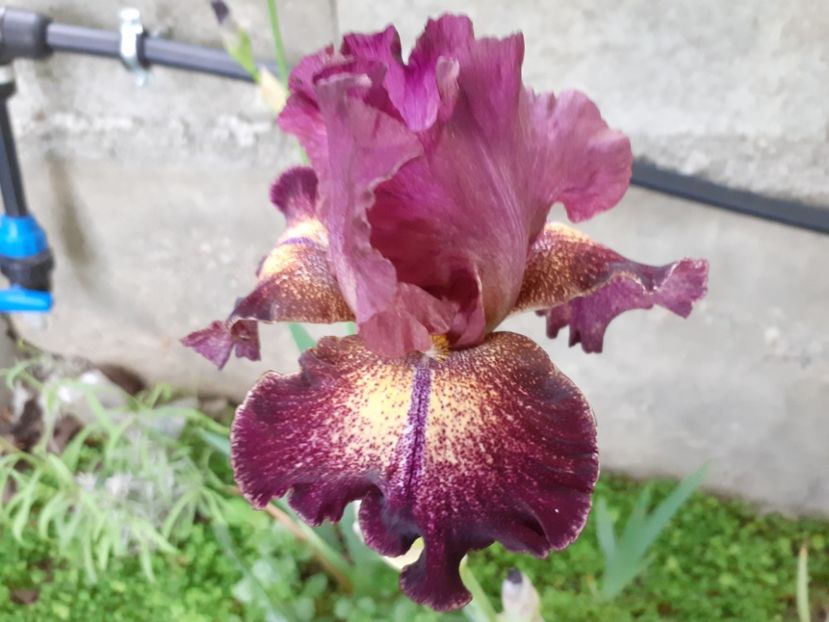 Columbia the gem - Iris 2022