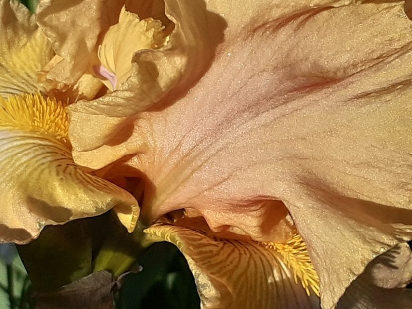 Sheer poetry - Iris 2022