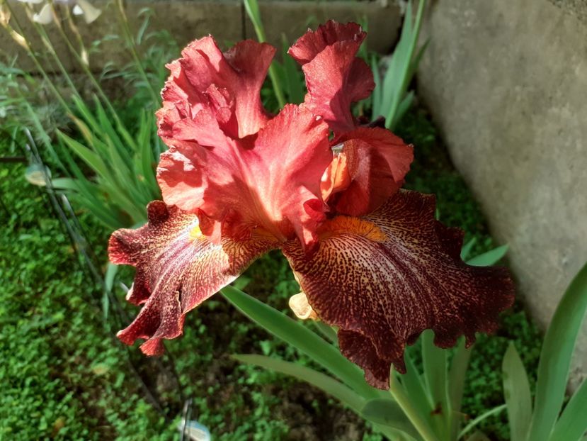 Bronco brown - Iris 2022