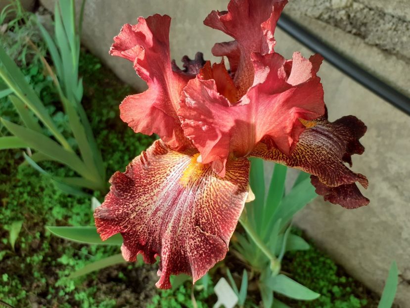 Bronco brown - Iris 2022
