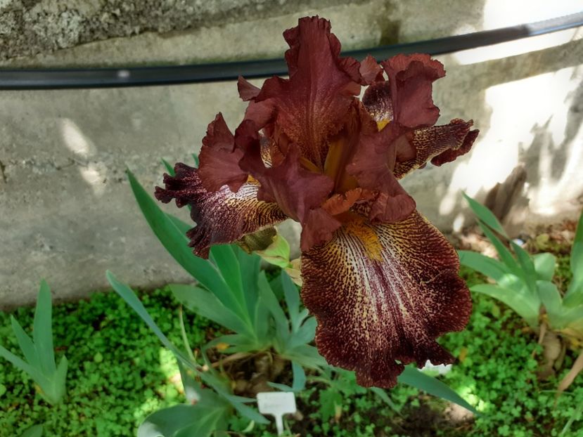 Bronco brown - Iris 2022