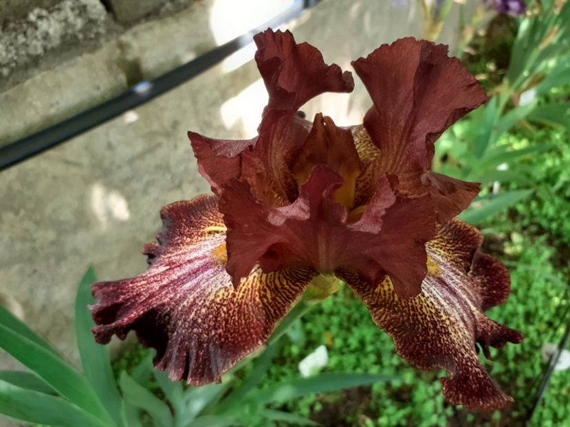 Bronci brown - Iris 2022