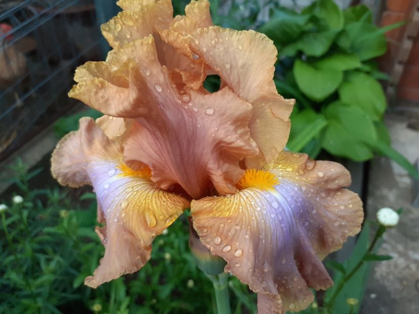 Sheer poetry - Iris 2022