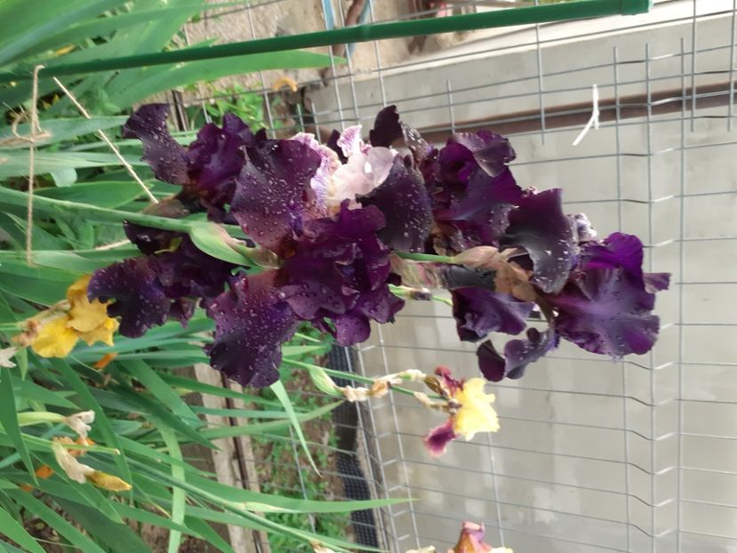 Superstition - Iris 2022