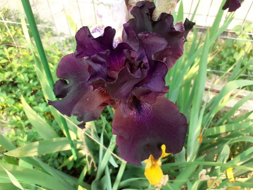 Superstition - Iris 2022