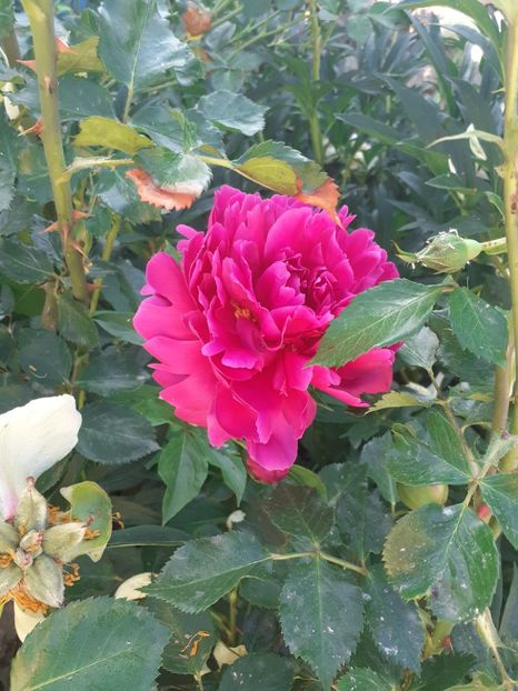  - Mai 2022 volumul 2