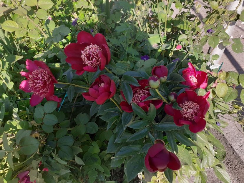  - Mai 2022 volumul 2