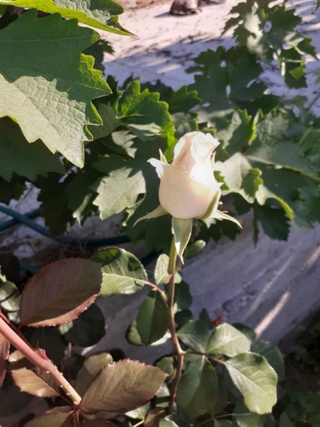  - Mai 2022 volumul 2