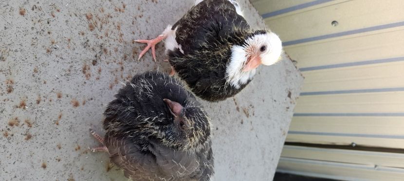 Puii rolleri de Birmingam - Rolleri de Birmingam matcă Lucian 41