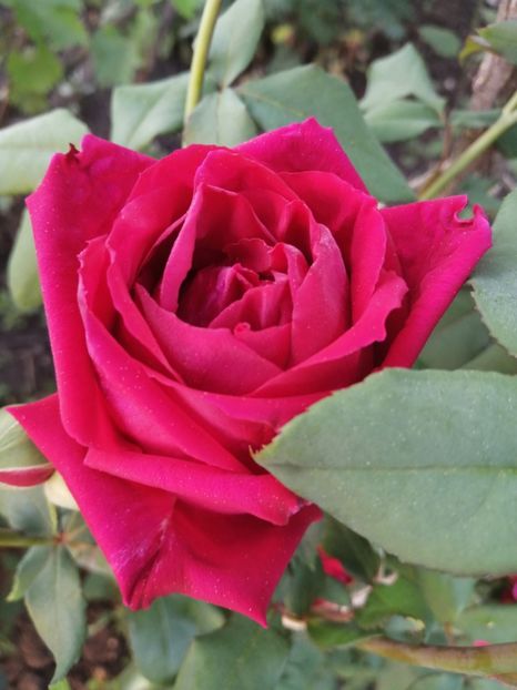  - Trandafiri 2020_2022 2023